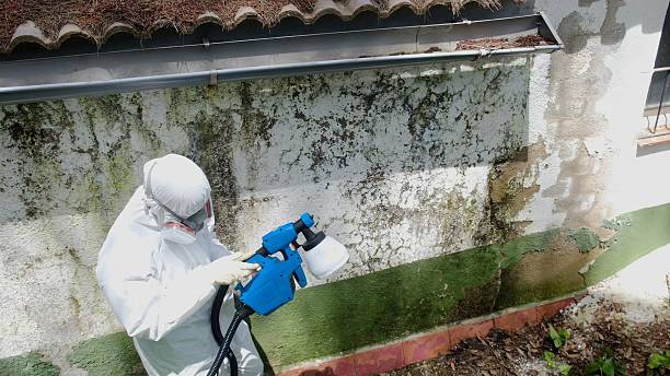 Top rated local Mold Testing specialists in Friendsville, MD